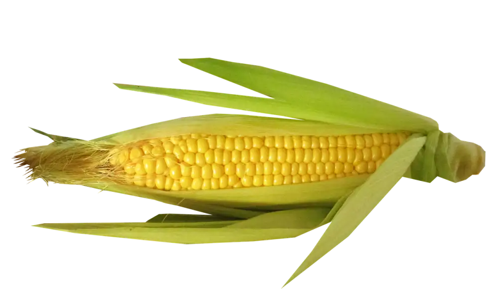 Cooking Corn