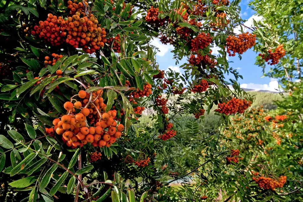 Rickie Fowler Parents