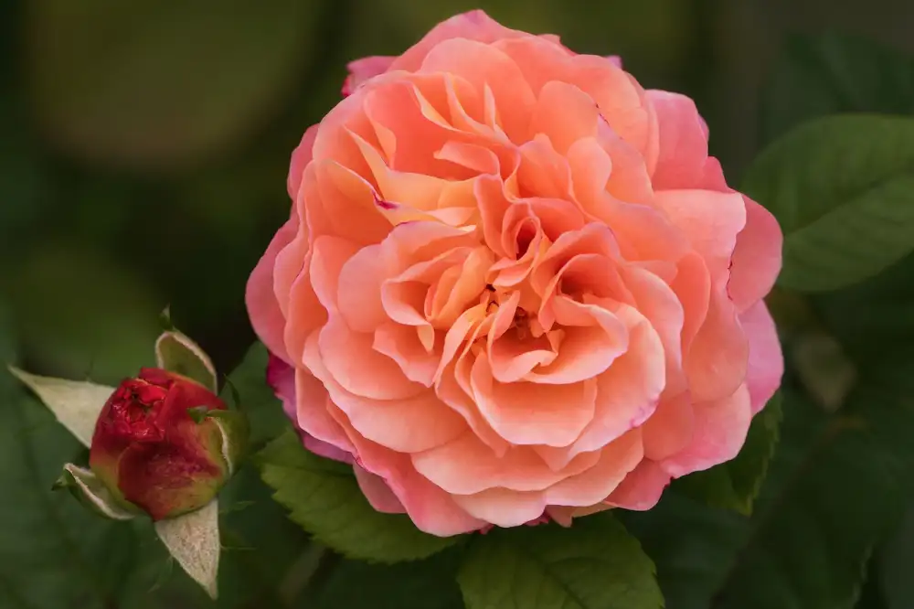 Tickets For Augusta Masters 2017