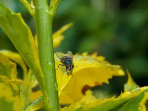 How To Get Rid Of Fruit Flies In The House