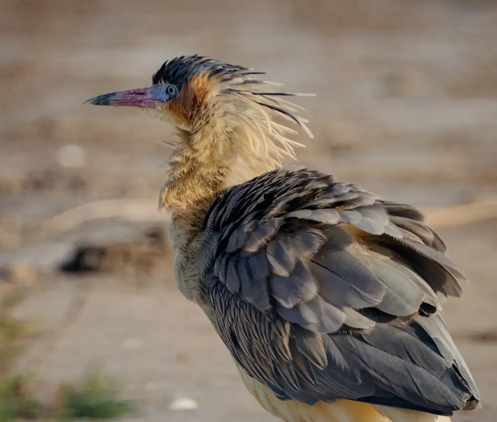 Chiffon Pink Le Creuset