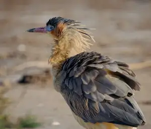 Chiffon Pink Le Creuset