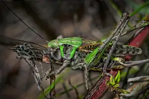 Porque Salen Las Verrugas En El Cuello