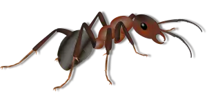 How To Get Rid Of Ants In Kitchen